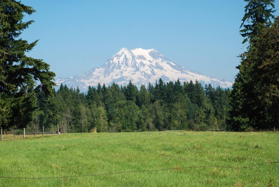 Mount Rainier above evergreen trees and a summer meadow near Graham, Washington